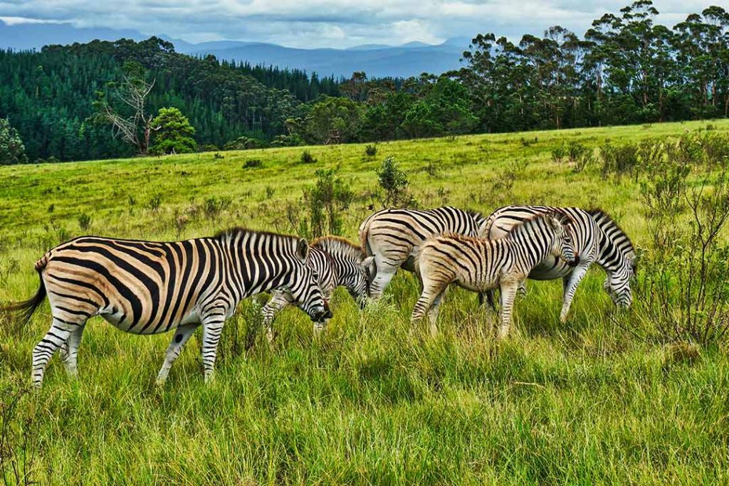 Taxidermist in South Africa - Blog Image Zebras-2025-1