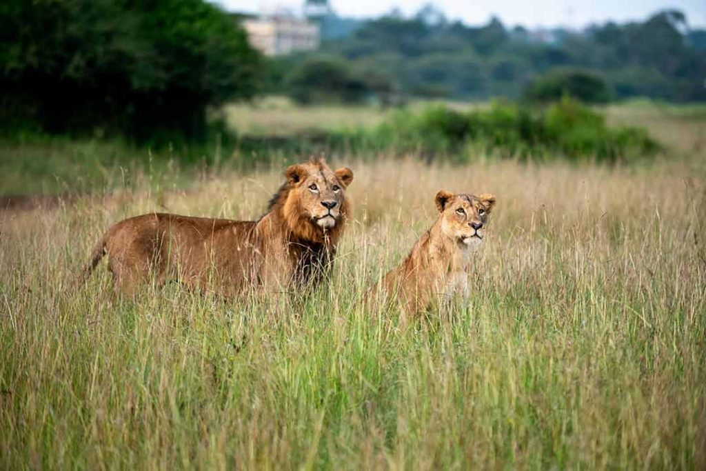 Hunting in Africa: A Guide for First-Time Safari Hunters