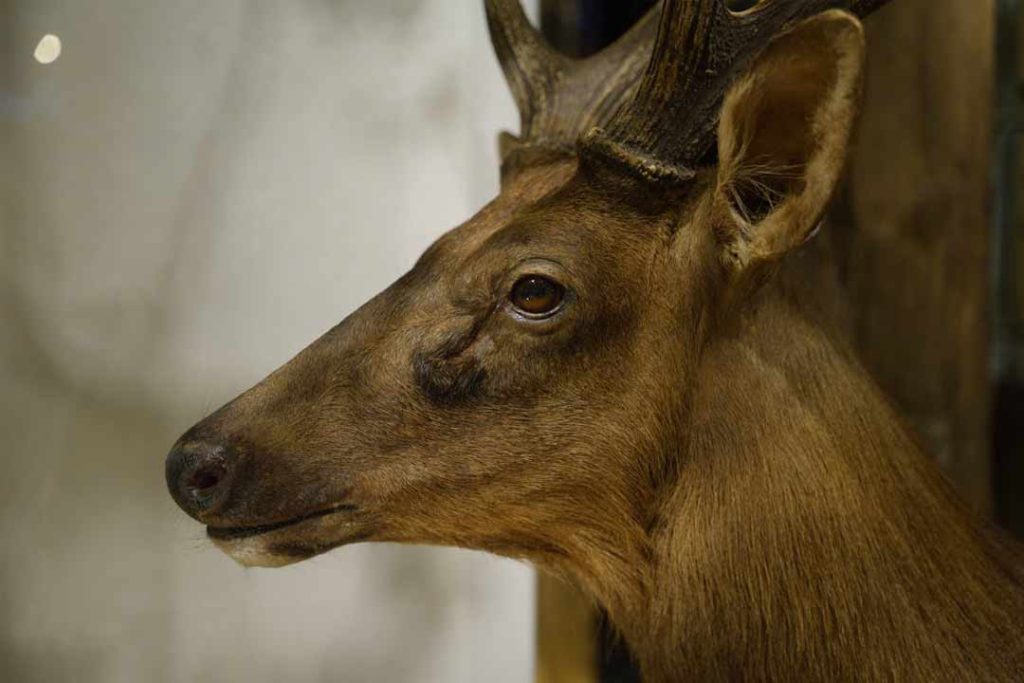 Why-Quality-Taxidermy-Matters-Avoiding-Common-Mistakes