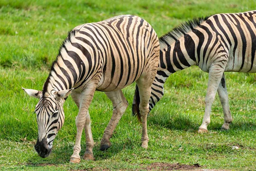 Zebras in wild