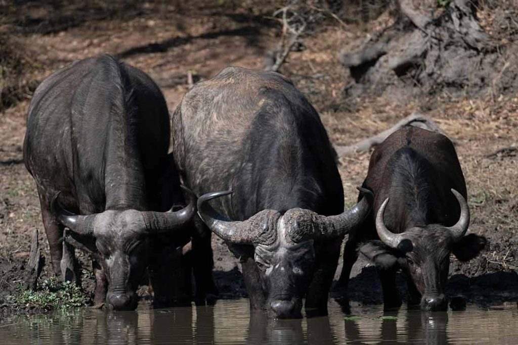 How to Care for Your Mount: Maintenance Tips That Last a Lifetime Buffalo at the water