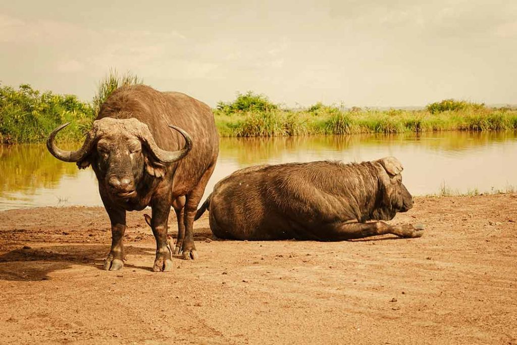 Understanding Species-Specific Taxidermy Challenges - Buffalo