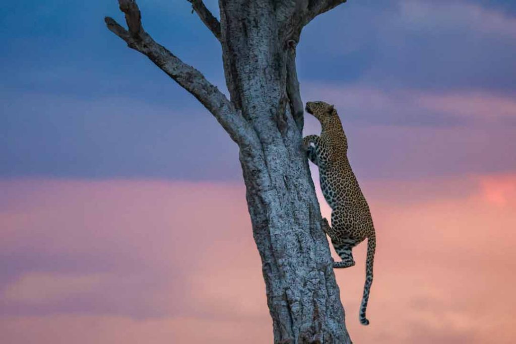 From Field to Showcase The Journey of a Trophy Through the Taxidermy Process