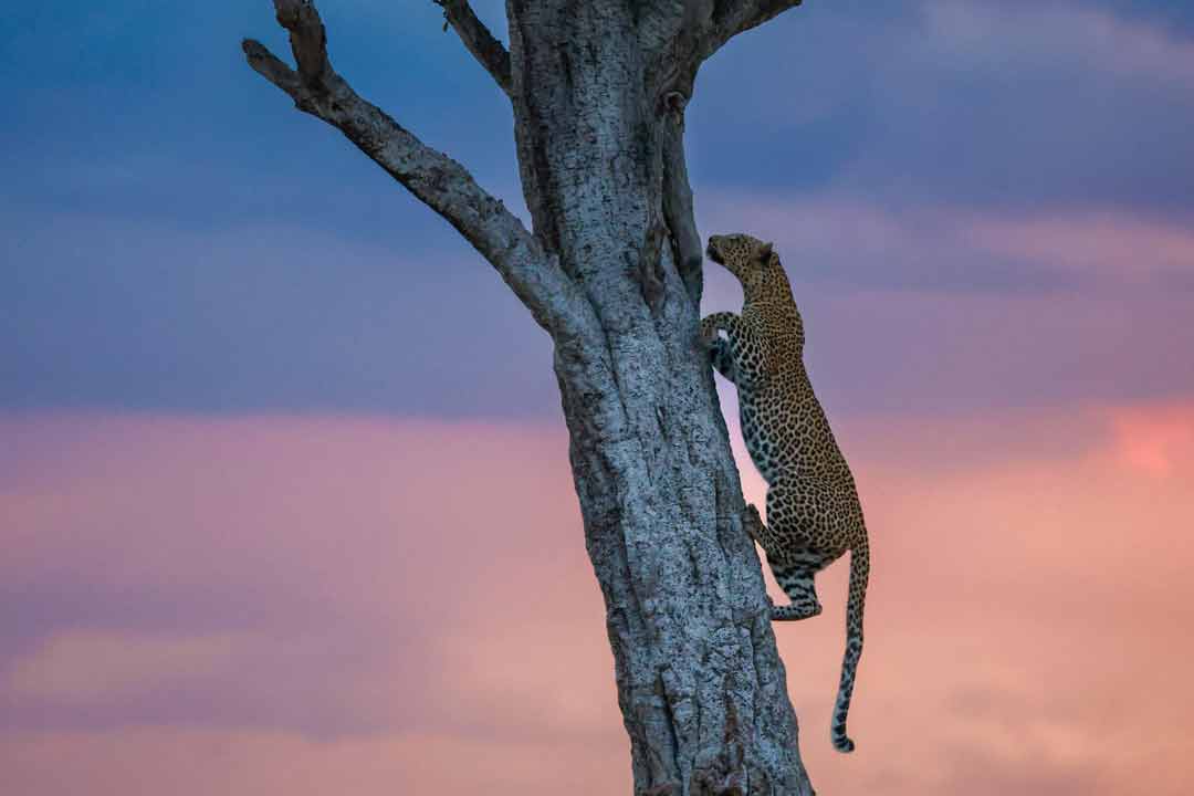 From Field to Showcase The Journey of a Trophy Through the Taxidermy Process