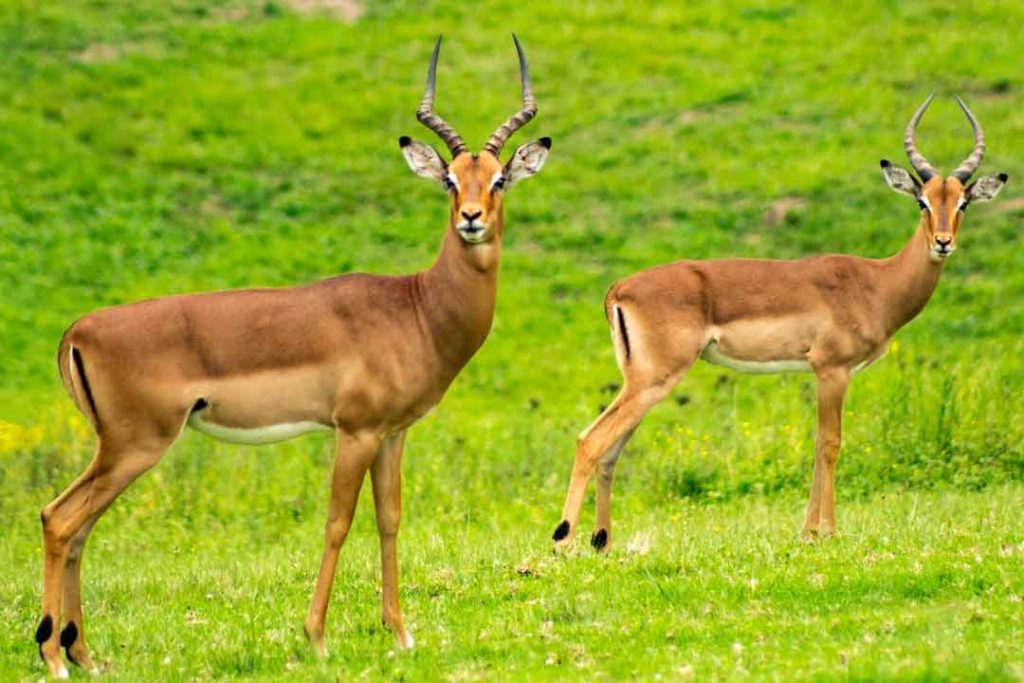 Preserving the Spirit of the Hunt The Art of African Game Taxidermy