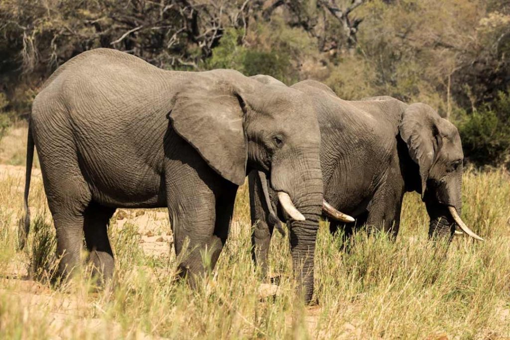 African trophy room ideas