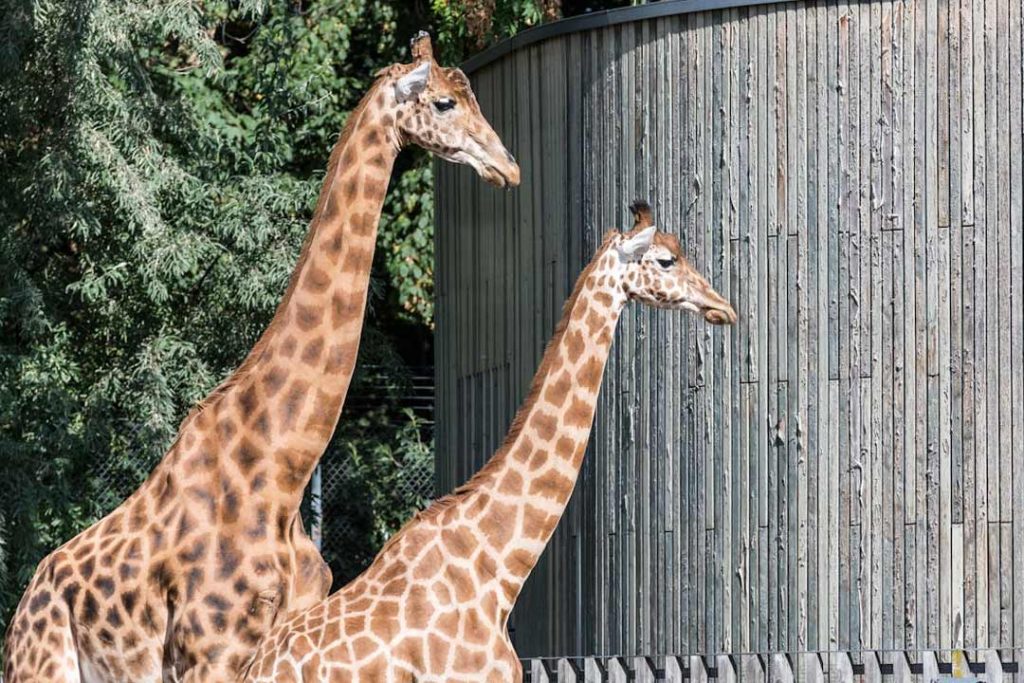 African trophy tanning