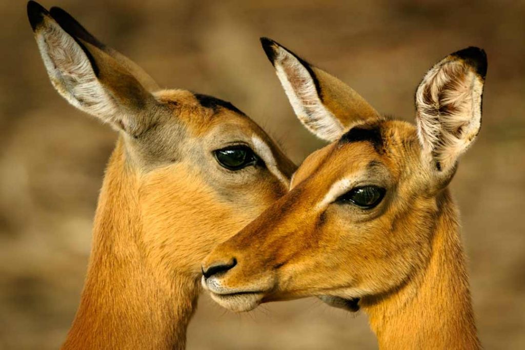 The-Beauty-of-African Plains Game Taxidermy-Capturing-Natures-Most-Iconic-Species
