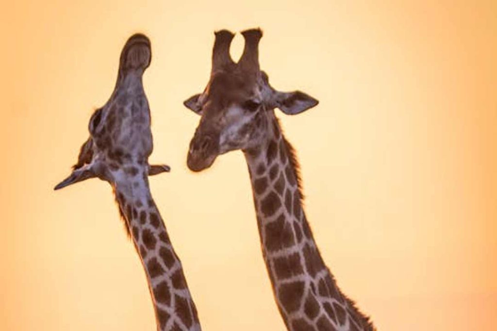 trophy preservation tips