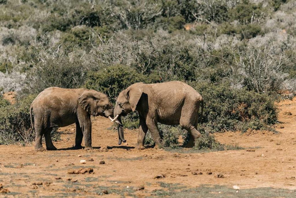 wildlife leather products