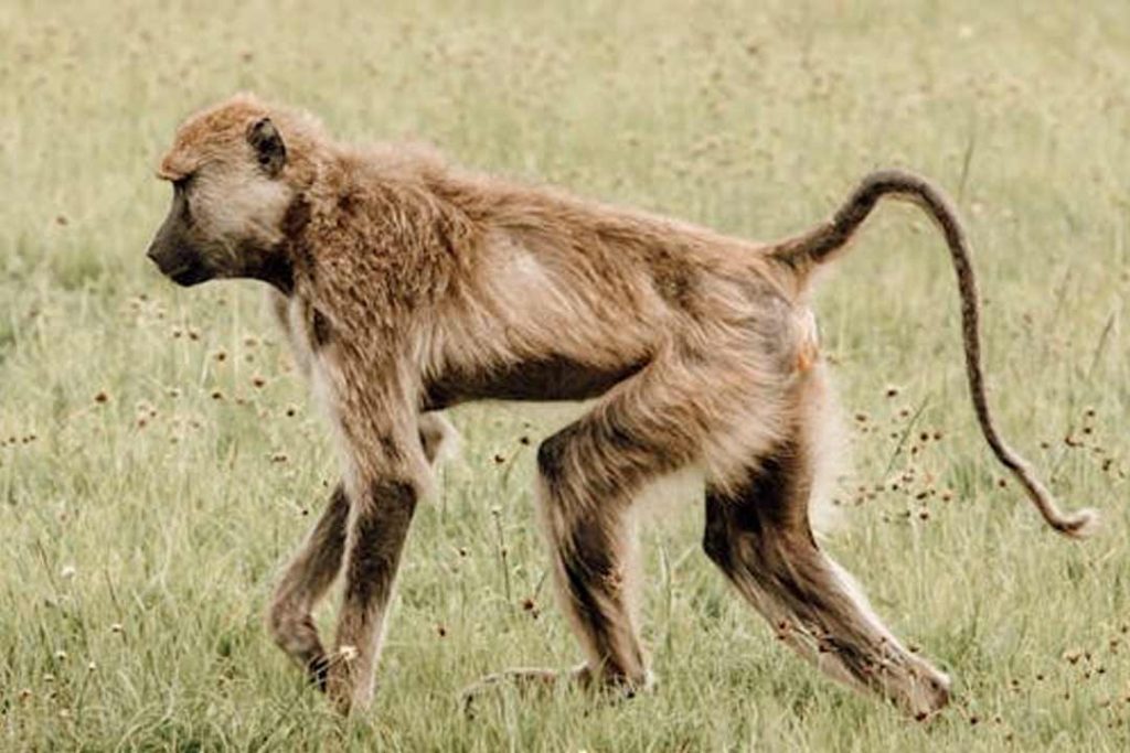 African-shoulder-mounts