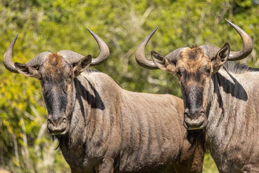 european mounts