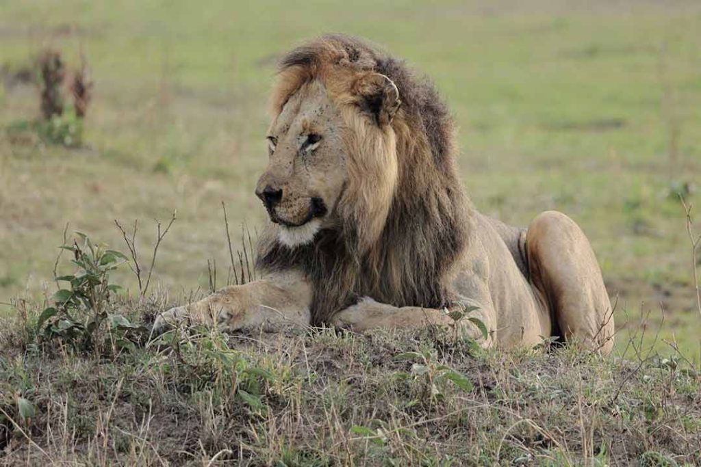 African trophy quality