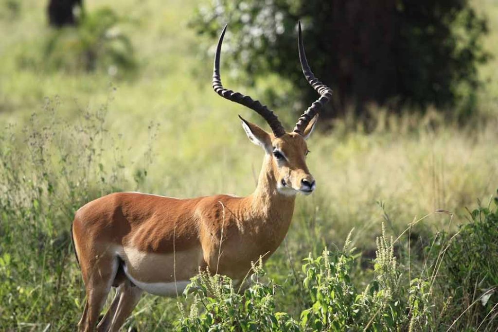 African antelope taxidermy