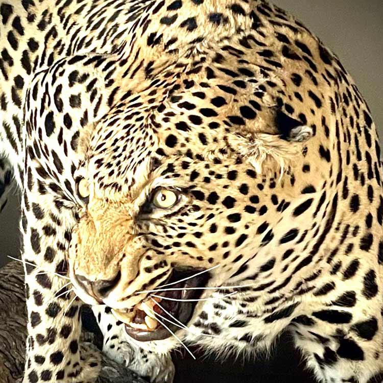 LeopardGallery1-Museum-quality-African-Leopard-New