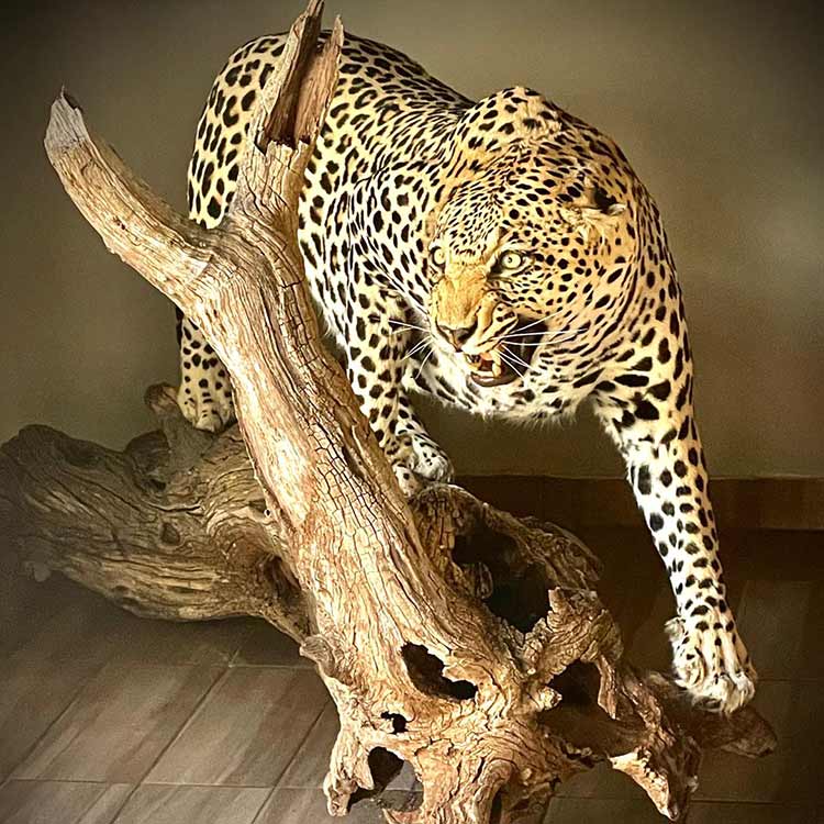 LeopardMain1-Museum-quality-African-Leopard2-New